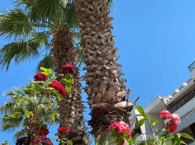 Tzogalis * Kallithea (Chalkidiki)